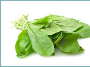 How to prepare sorrel for the winter?