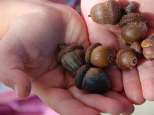 Interpretasyon ng isang panaginip tungkol sa mga acorn